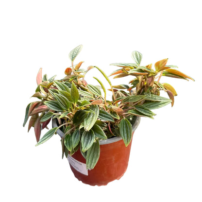 Peperomia Rosso M 15