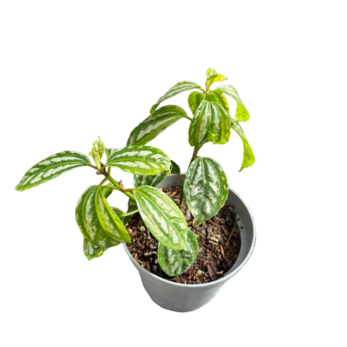 Pilea Cadierei M 13