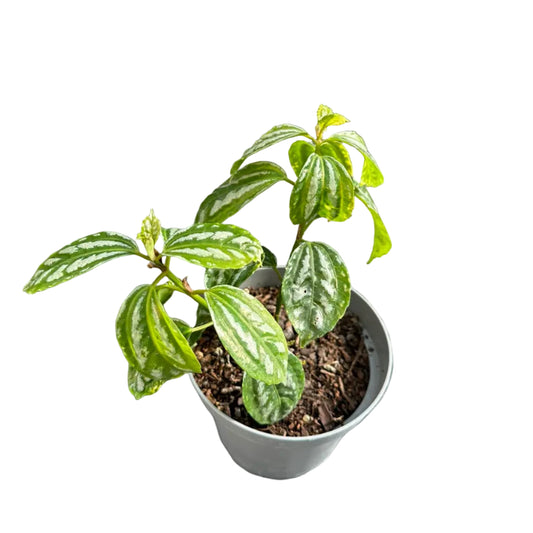 Pilea Cadierei M 13