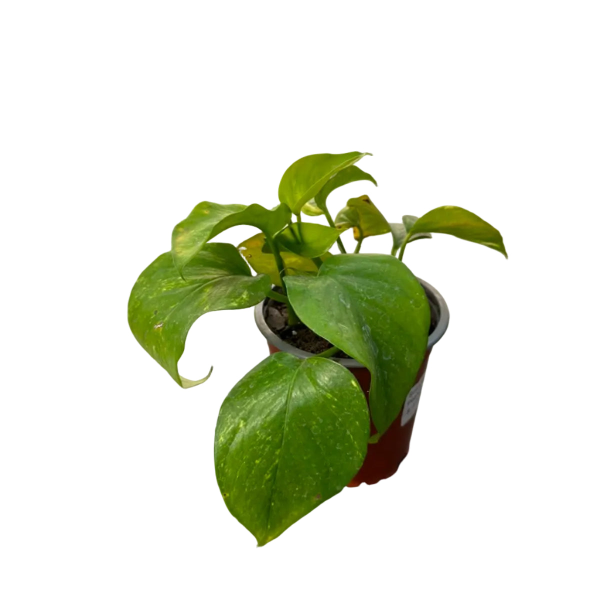 Scindapsus Pothus M 13