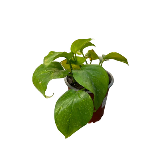 Scindapsus Pothus M 13