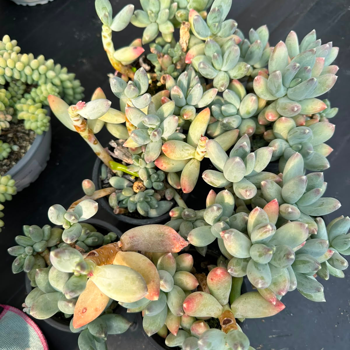Pachyveria Glauca M 10