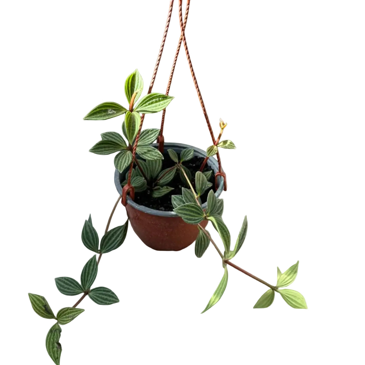 Peperomia Puteolata Colgante M 15