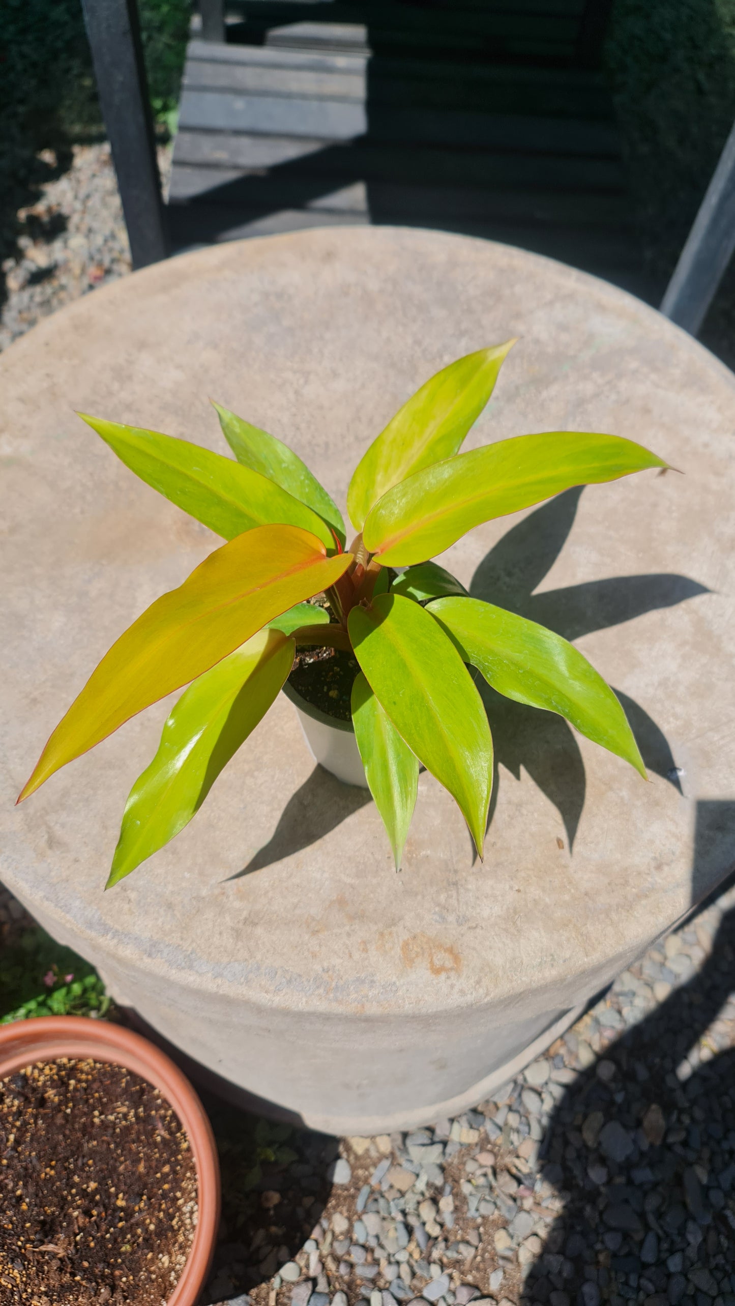 Philodendron Orange Marmalade M13