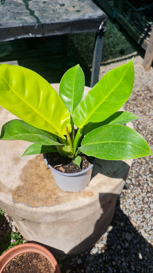 Filodendro Imperial M17