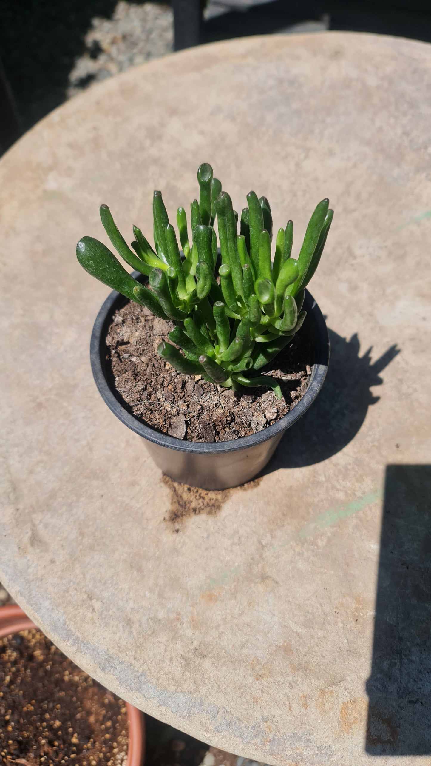 Crassula ovata 'Gollum Macetero Nº 13