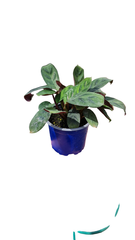 Calathea butle MC10