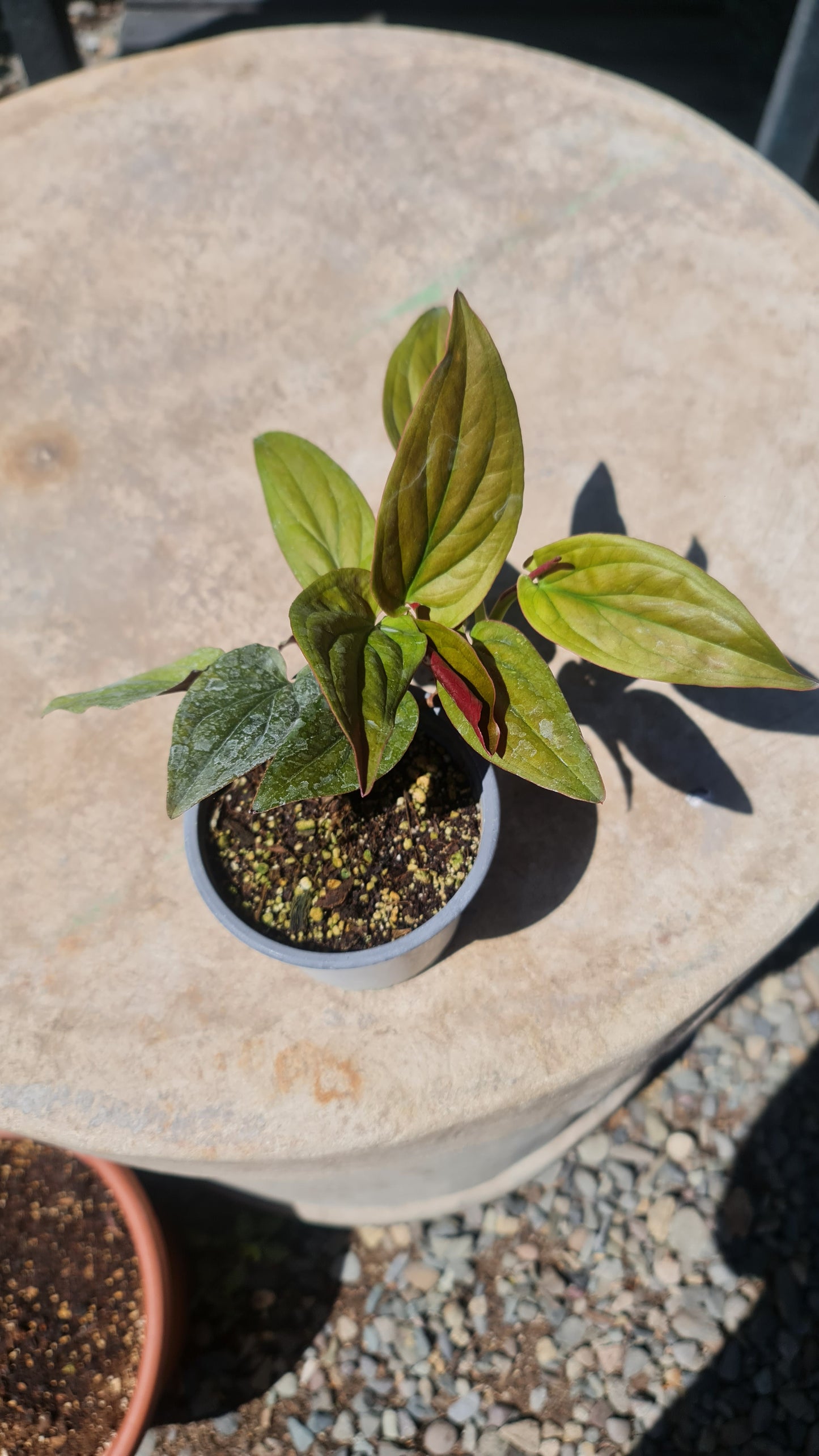 Syngonium Erythrophyllum Red Arrow M11