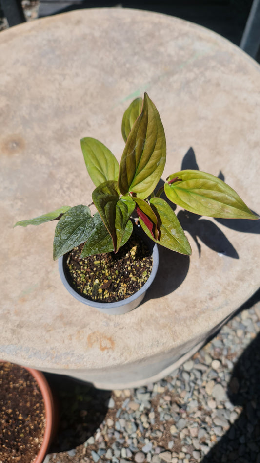 Syngonium Erythrophyllum Red Arrow M11