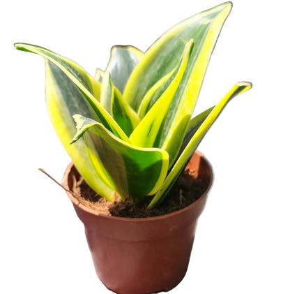 Lengua de la suegra oro negro enana M11