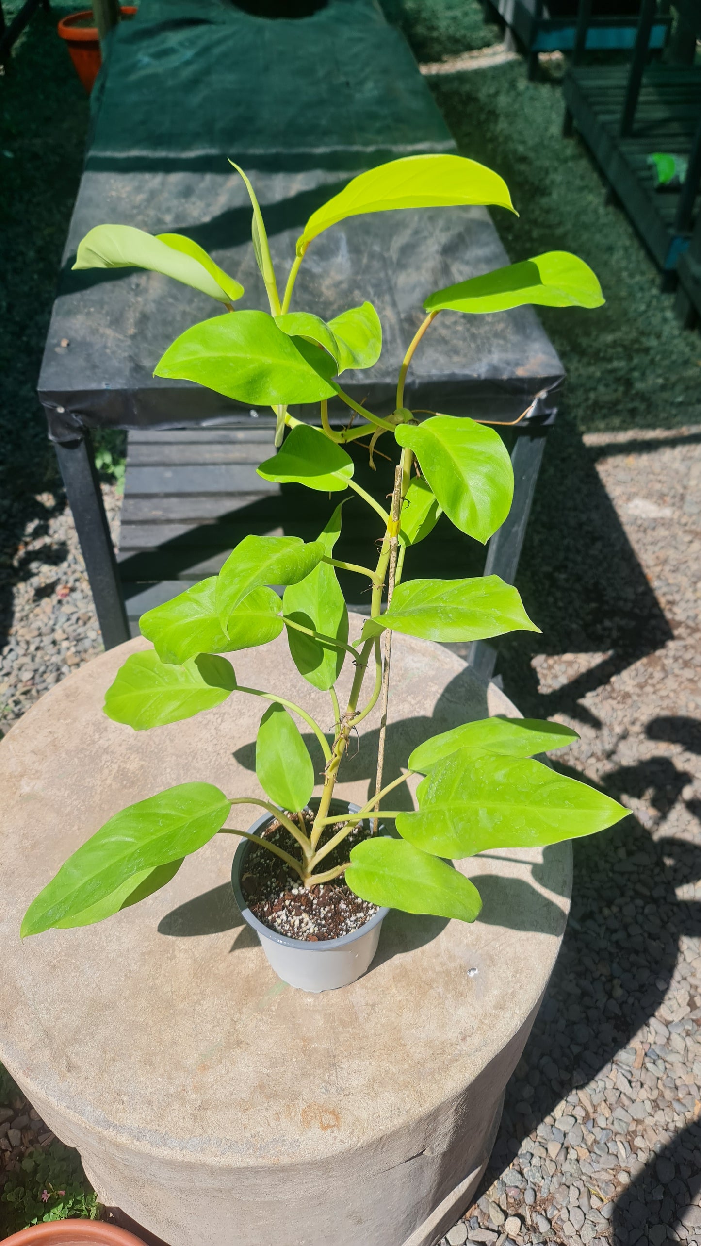 Philodendron Malay Gold M15