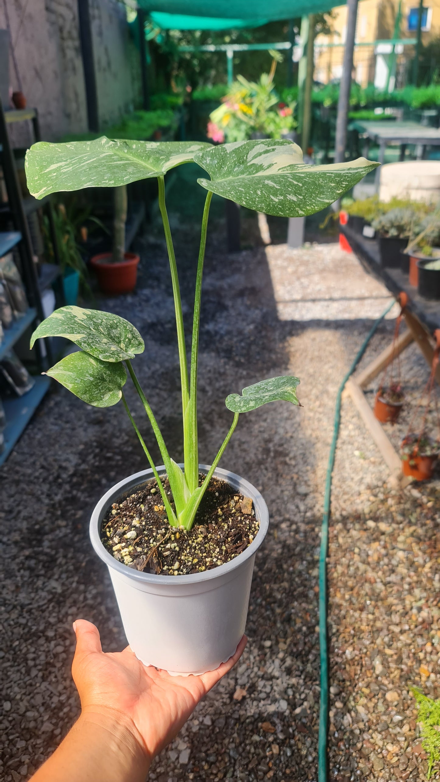 Monstera Deliciosa Thai Constelattion M15