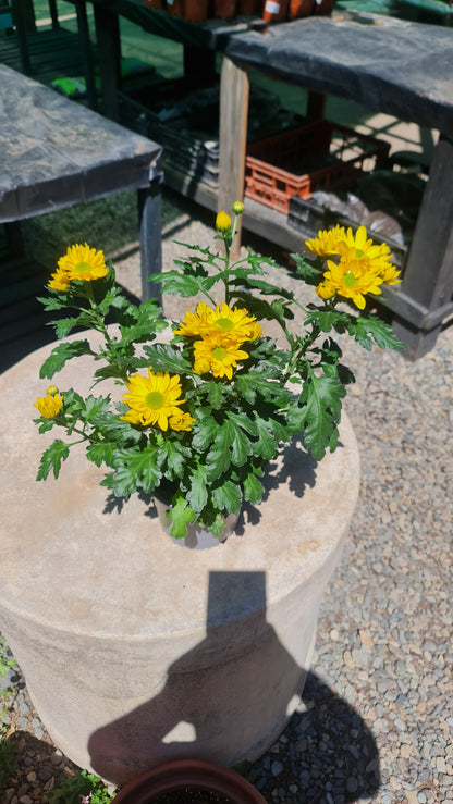 Crisantemos amarillo Macetero Nº15
