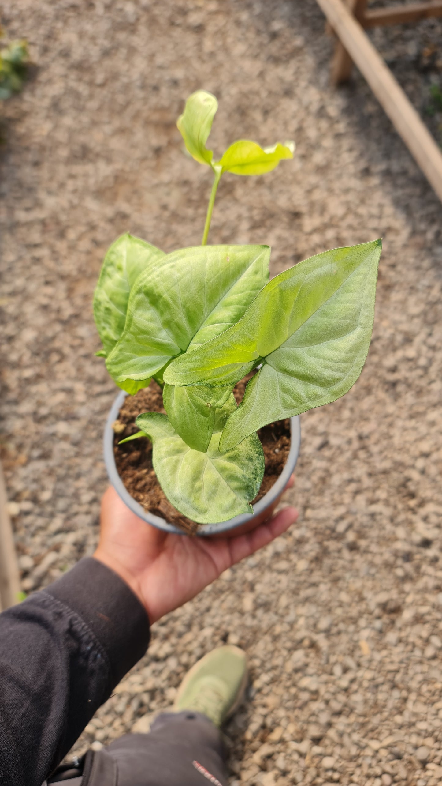 Syngonium Plateado M13