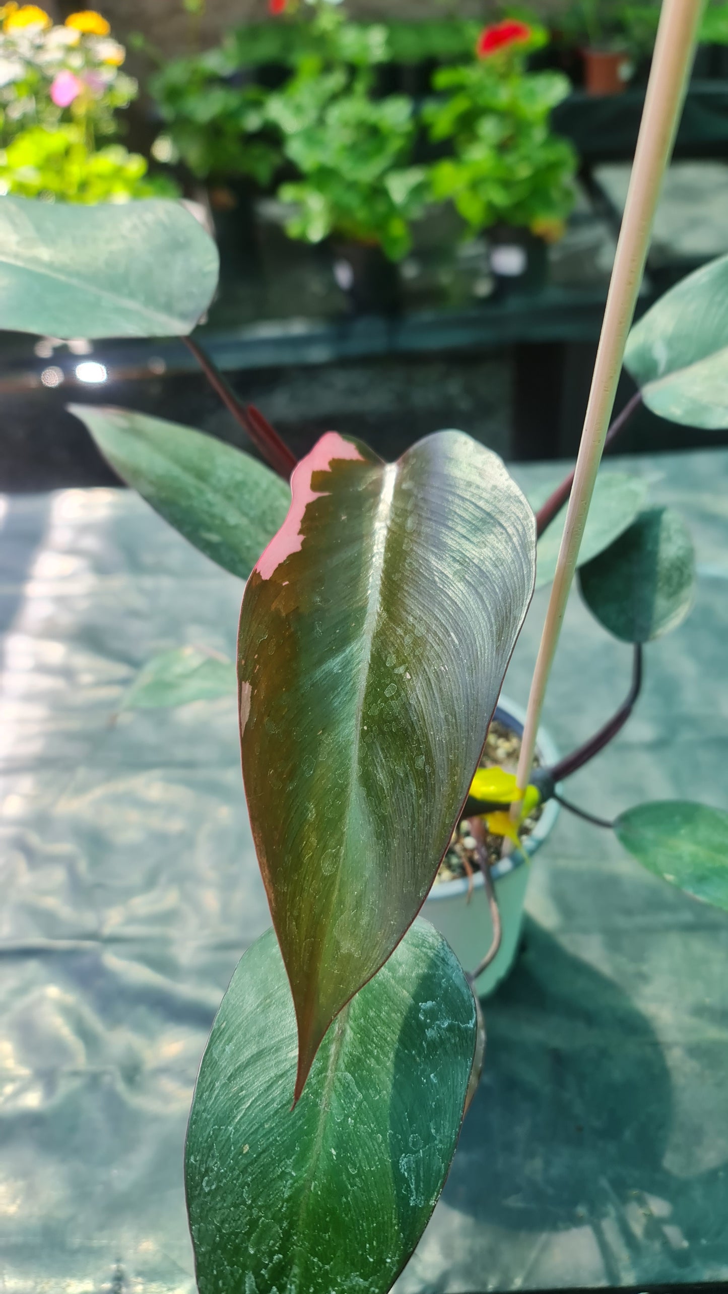 Philodendron Pink Princess M15