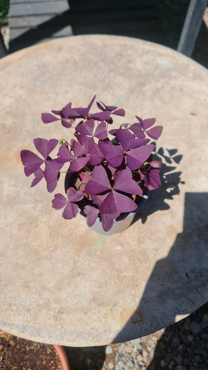 Oxalis