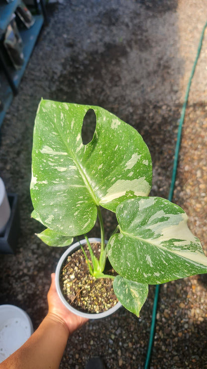Monstera Deliciosa Thai Constelattion M15