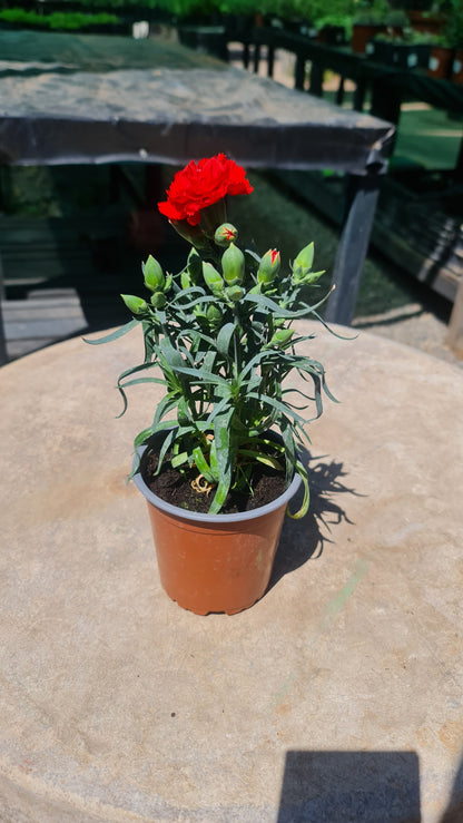 Claveles Rojo Macetero Nº13
