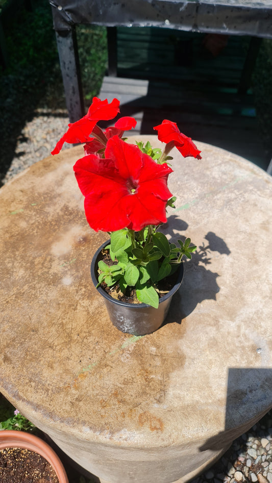 Petunia Roja M19