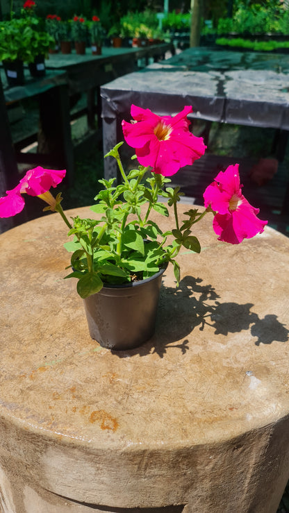 Petunia Rosada MC13