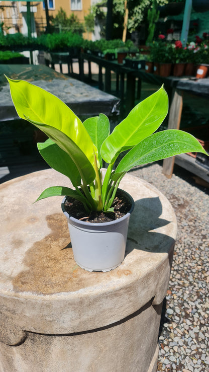 Filodendro Imperial M17