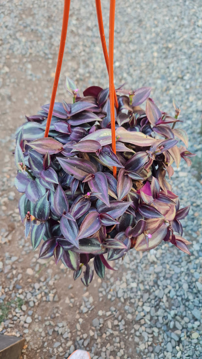 Tradescantia