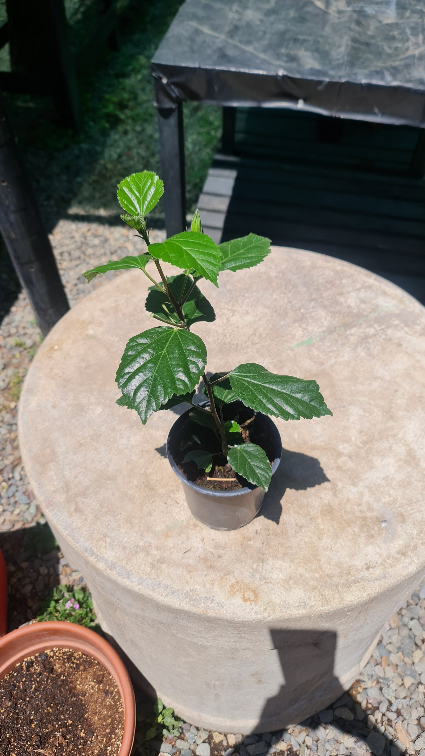 Hibiscos Macetero Nº13