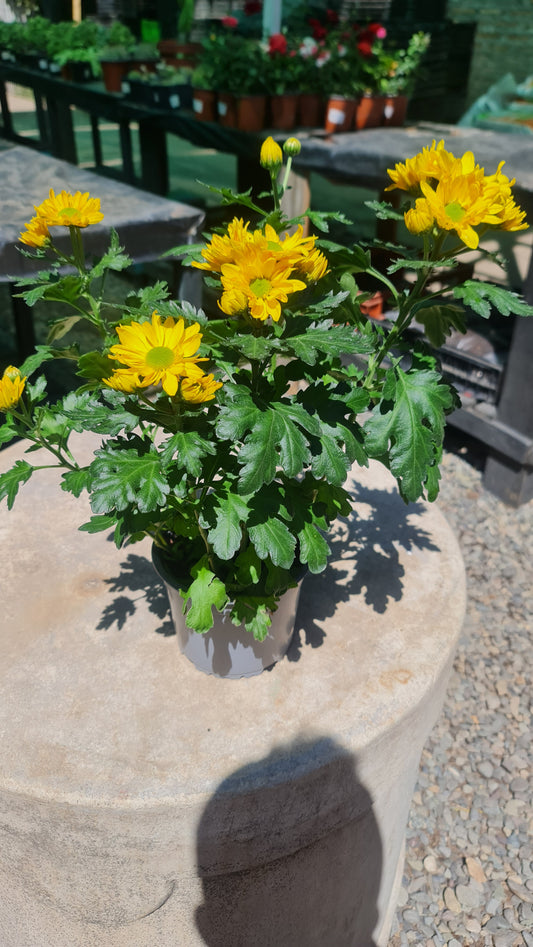 Crisantemos amarillo Macetero Nº15