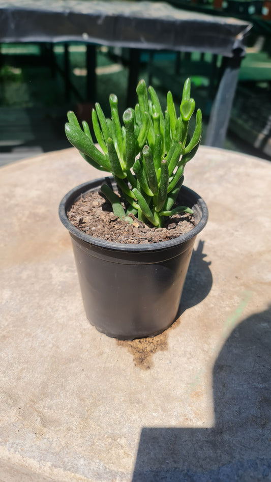 Crassula ovata 'Gollum Macetero Nº 13