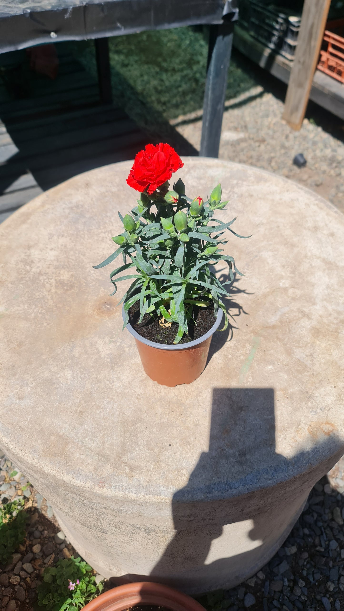 Claveles Rojo Macetero Nº13