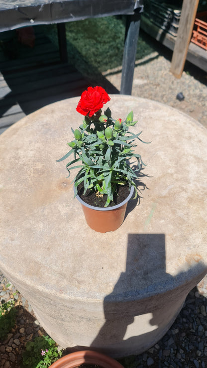 Claveles Rojo Macetero Nº13