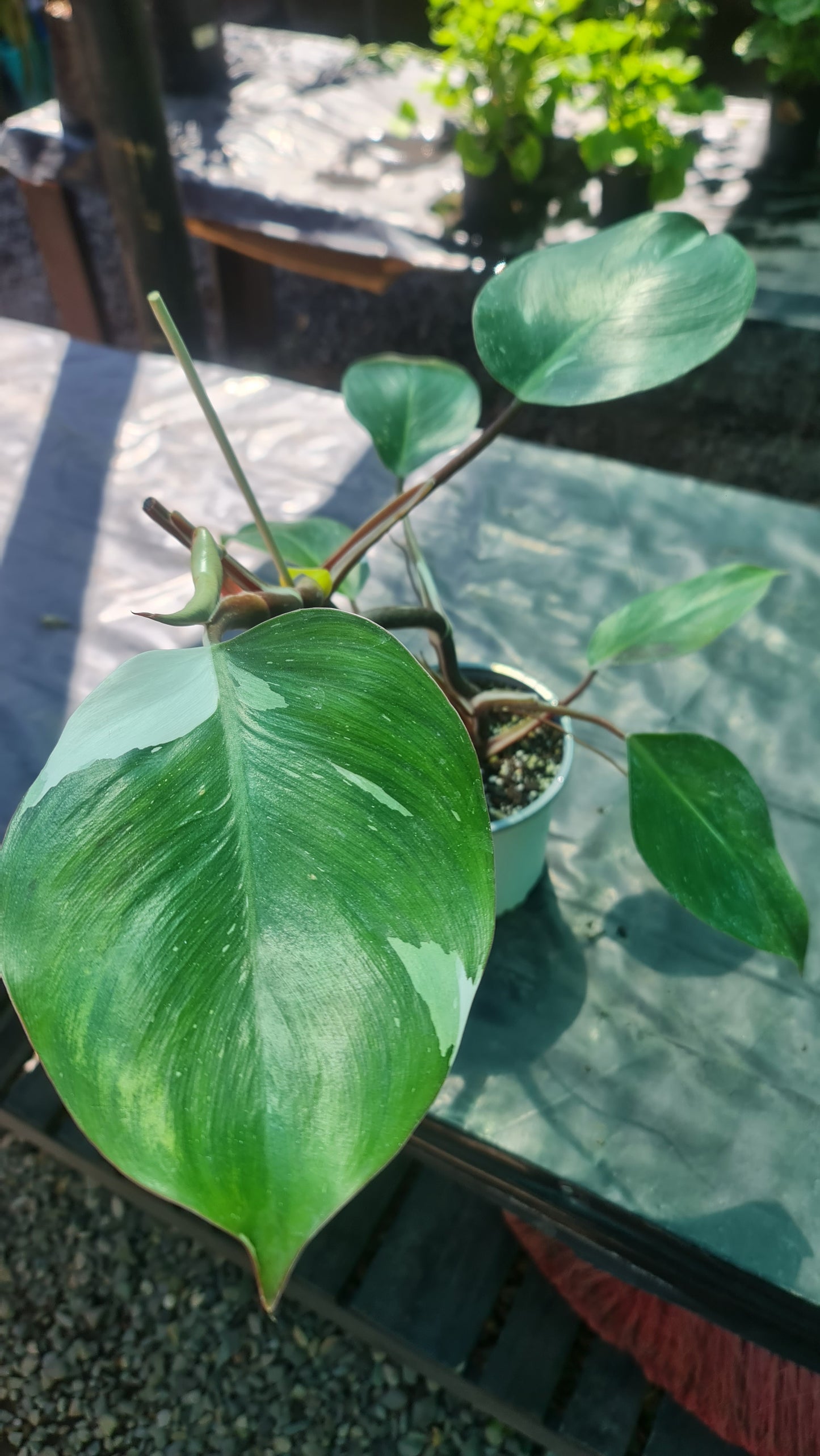 Philodendron White Princess M11