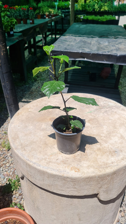 Hibiscos Macetero Nº13