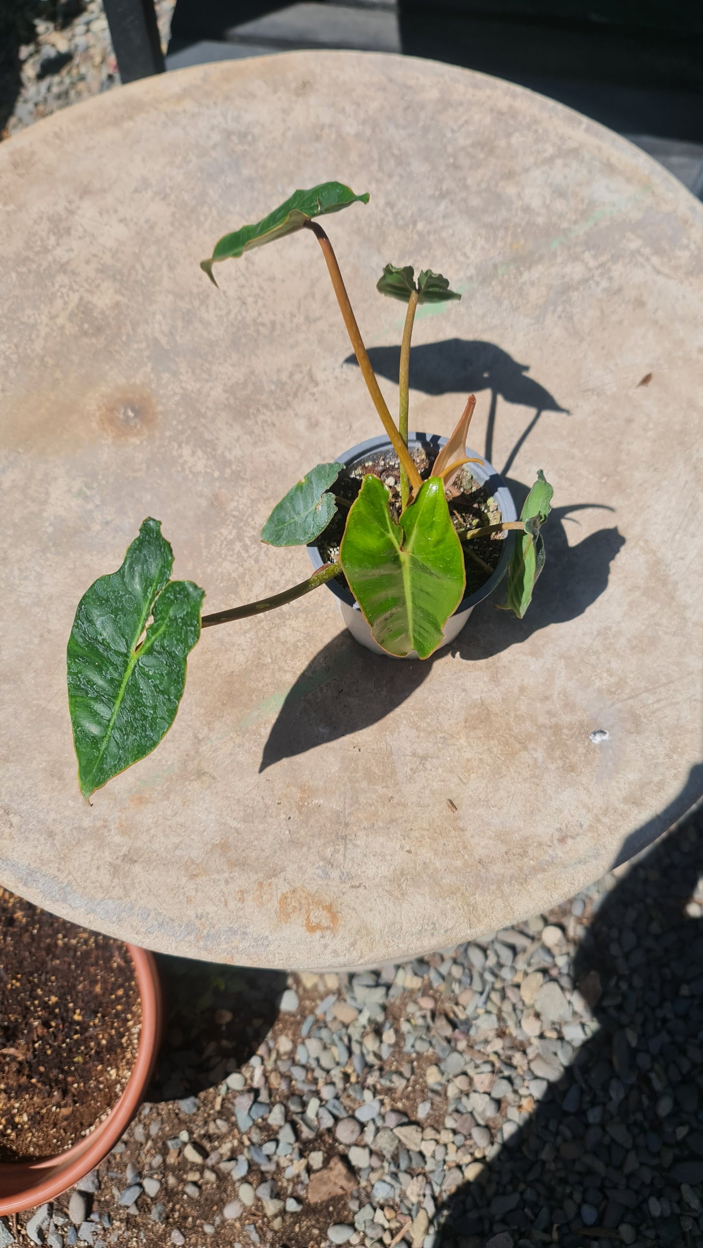 Philodendron Billietiae M11