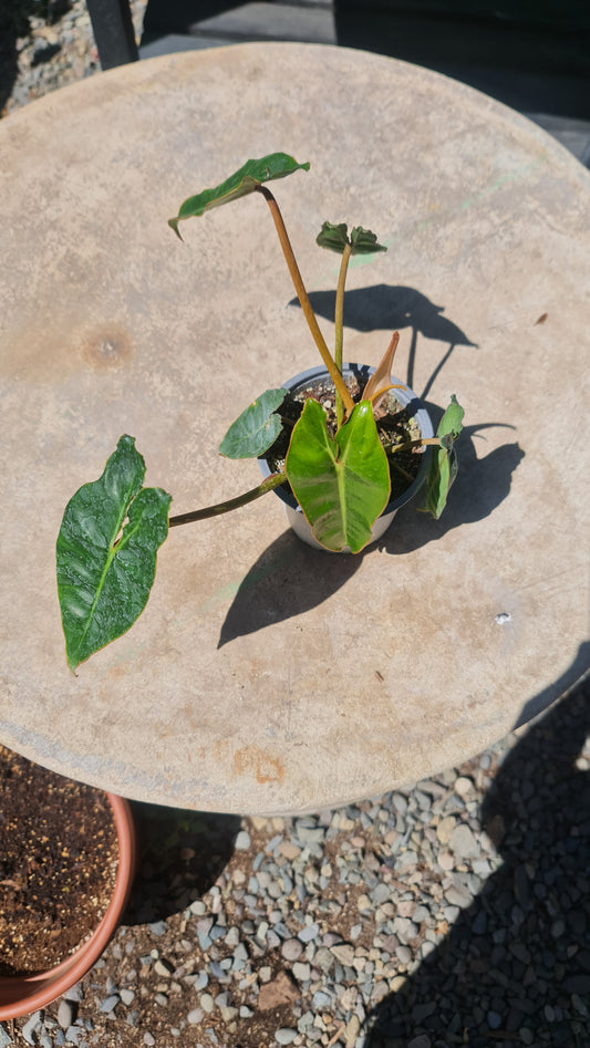 Philodendron Billietiae M11