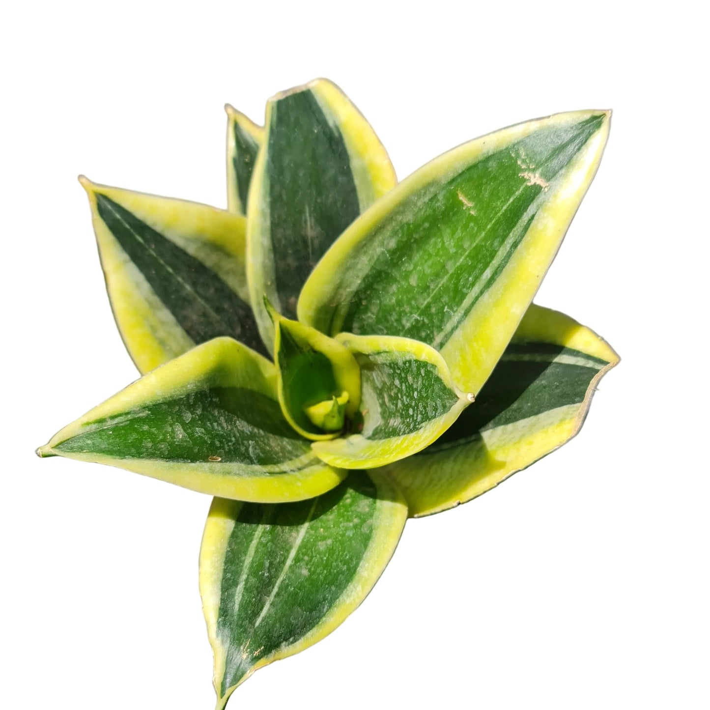 Lengua de la suegra oro negro enana M11