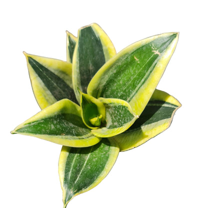 Lengua de la suegra oro negro enana M11