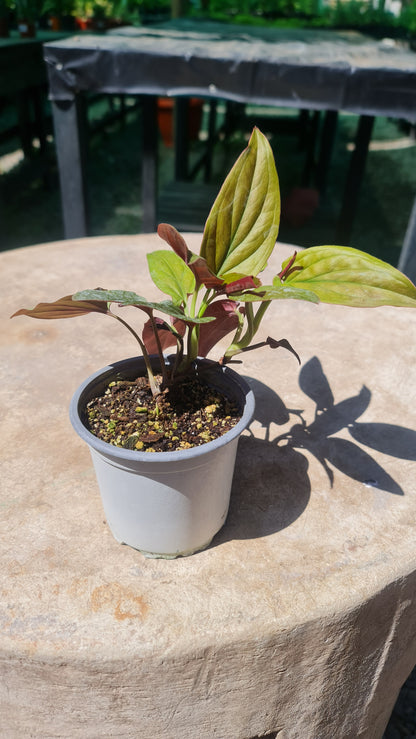 Syngonium Erythrophyllum Red Arrow M11