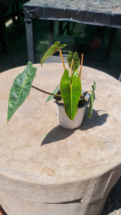 Philodendron Billietiae M11