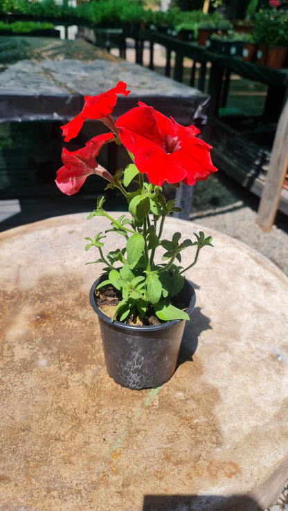 Petunia Roja M19
