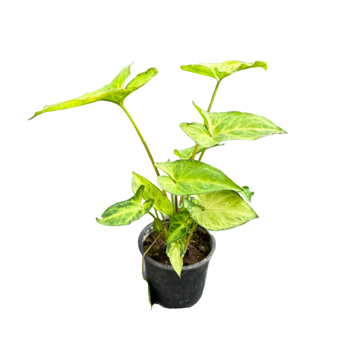 Singonio Robusta M 10
