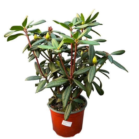 Rododendro M 19