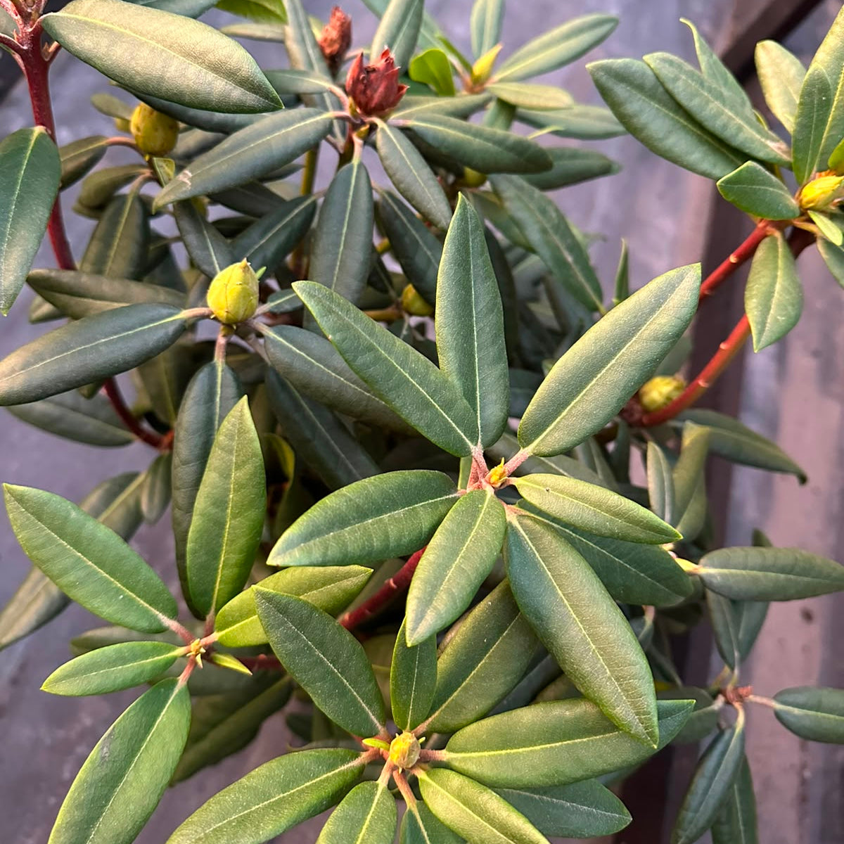Rododendro M 19