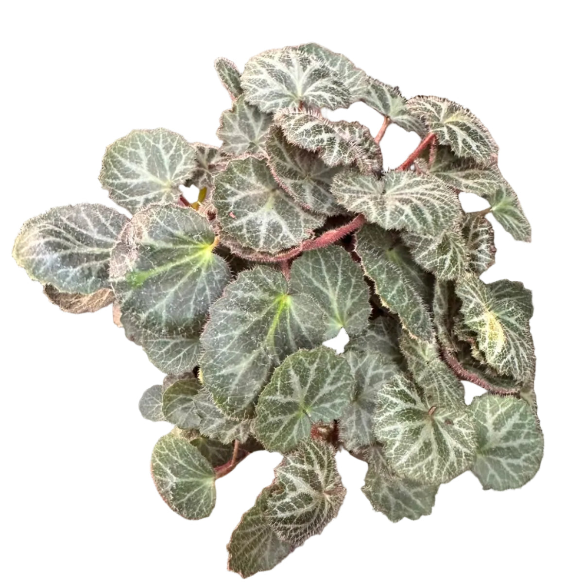 Saxifraga M 13