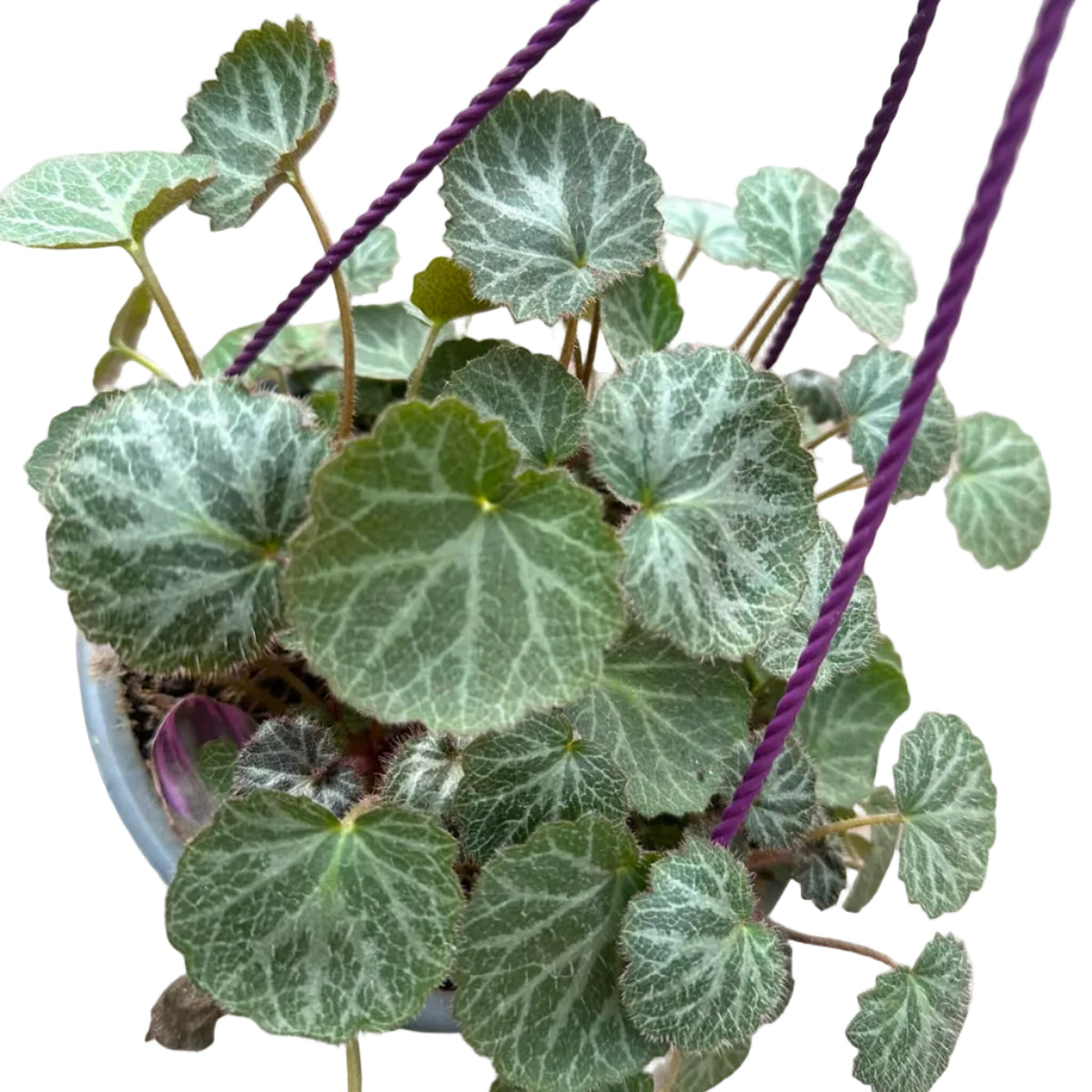 Saxifraga Colgante