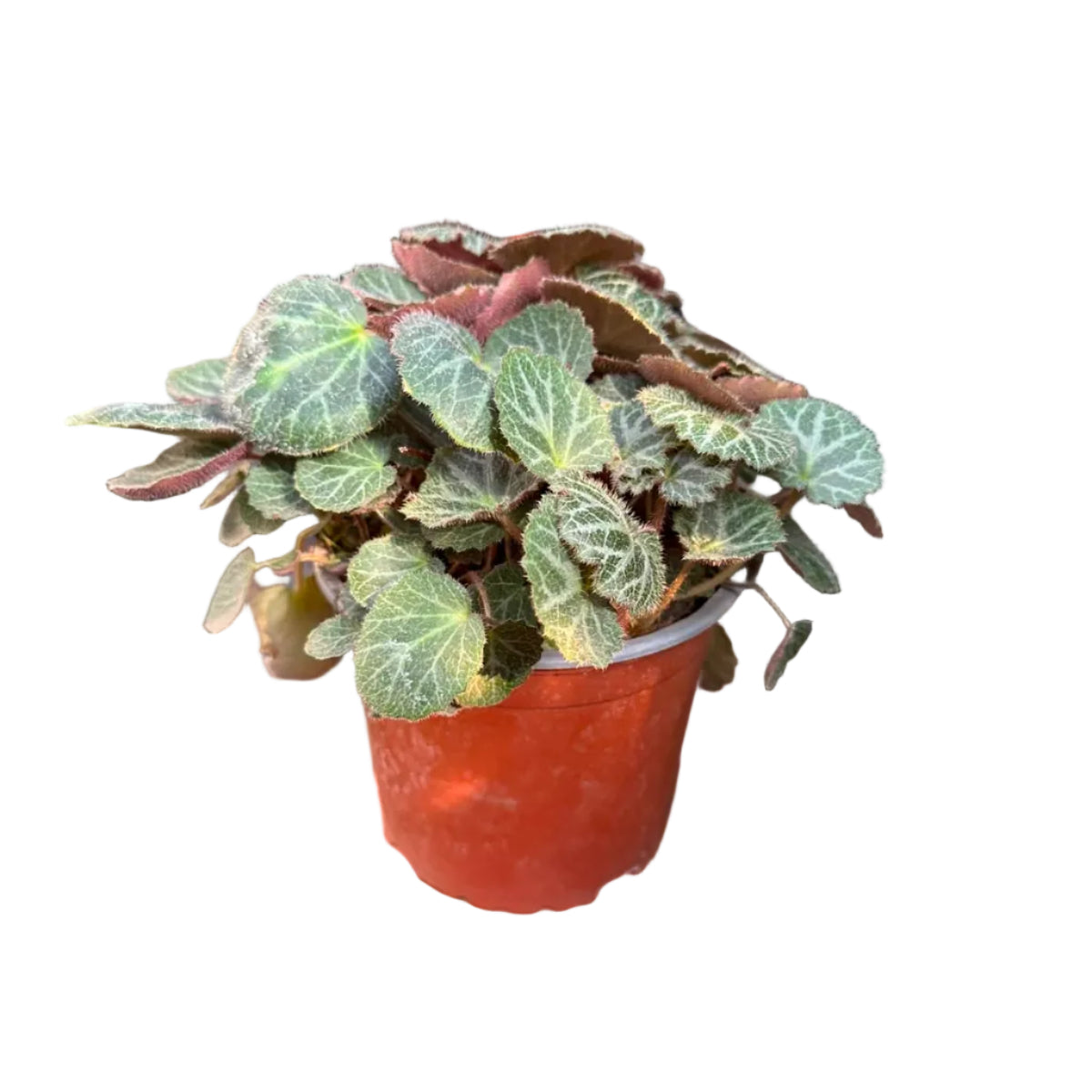 Saxifraga M 13