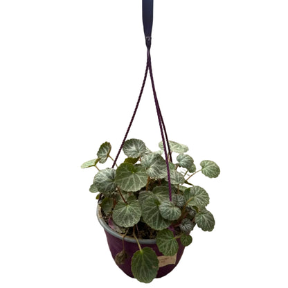 Saxifraga Colgante