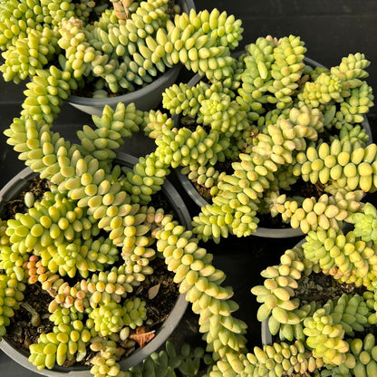 Sedum Morganianum M 17