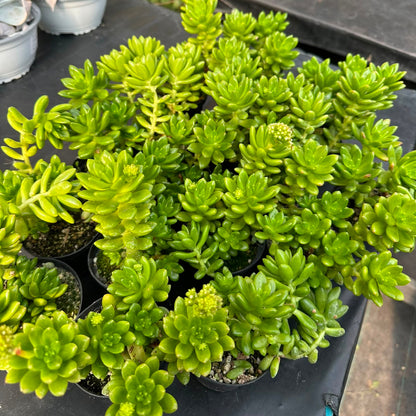 Sedum Lucidum Obesum M 10