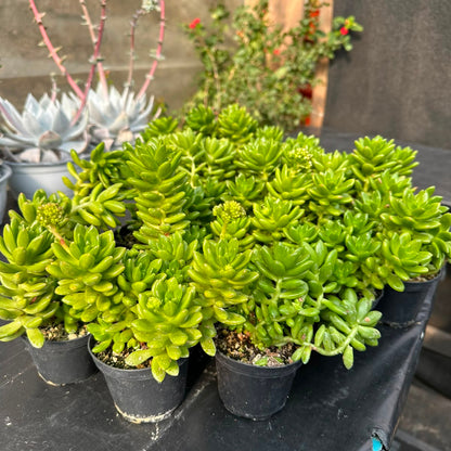 Sedum Lucidum Obesum M 10
